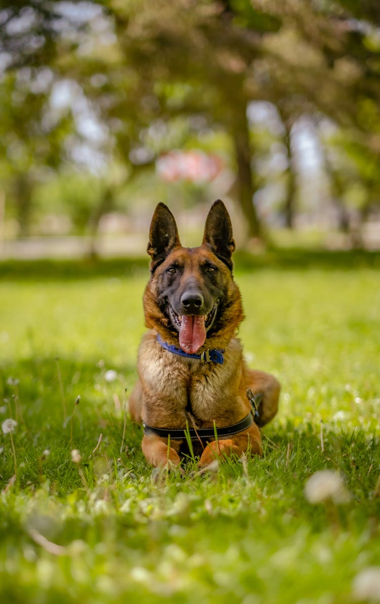 Dog Sitting In A Park