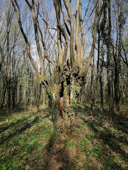 Darmowe zdjęcie z galerii z drzewa, las, nasłoneczny