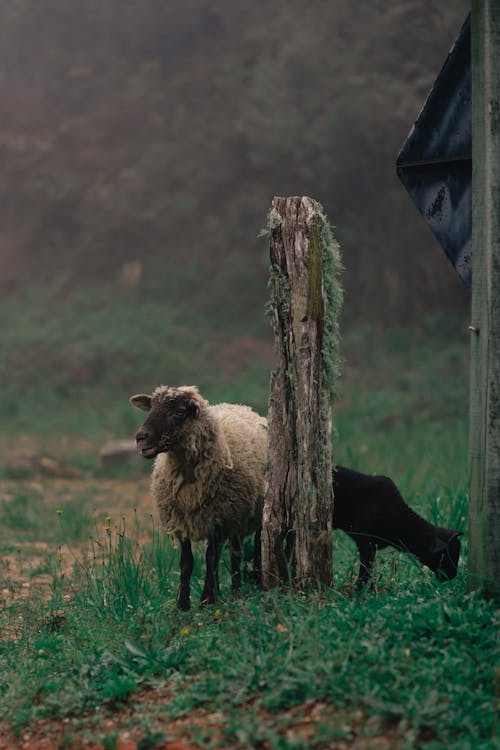 免费 白羊在绿色的田野 素材图片
