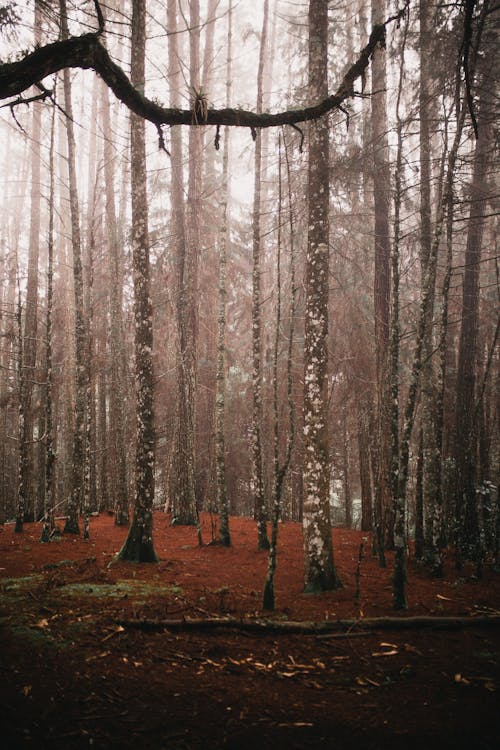 Brown Trees