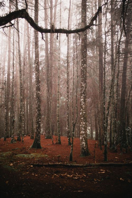 Free Mysterious forest scene with bare trees shrouded in fog, conveying a serene and mystical atmosphere. Stock Photo