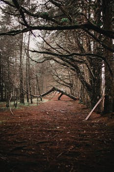 树木茂密的宁静森林小路上，树枝悬垂，营造出神秘的氛围