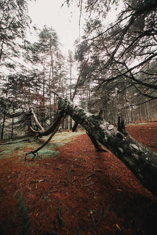 Foto d'estoc gratuïta de a l'aire lliure, arbre, medi ambient