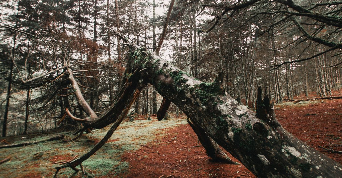 Collapsed Tree · Free Stock Photo