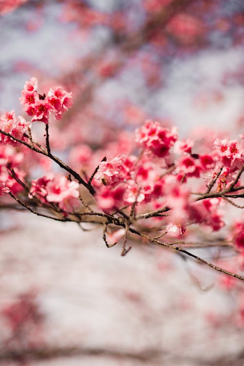 Shallow Focus Photography Of Cherry Blossom