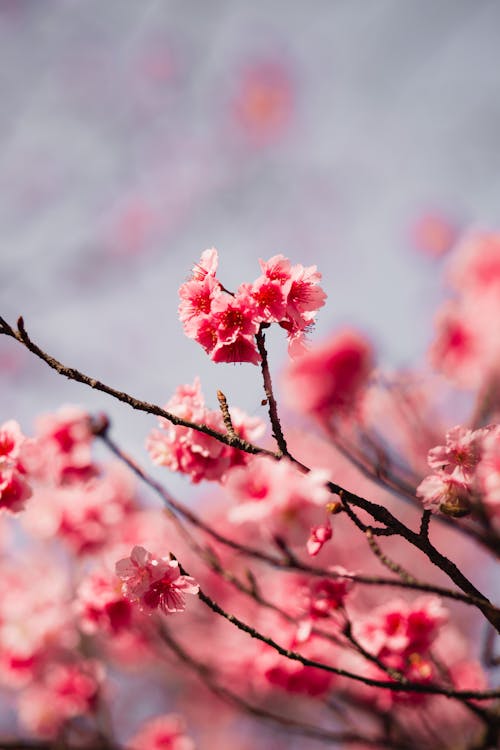 Free Selective Focus Photography Of Pink Flowers Stock Photo