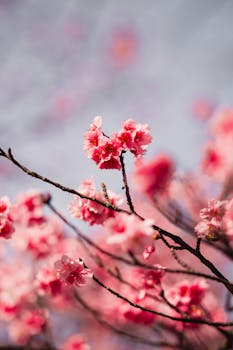 粉色的樱花美丽地绽放，捕捉着春天的精华