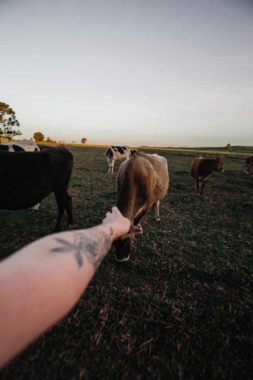 Δωρεάν στοκ φωτογραφιών με tattoo, αγελάδες, αγέλη Φωτογραφία από στοκ φωτογραφιών