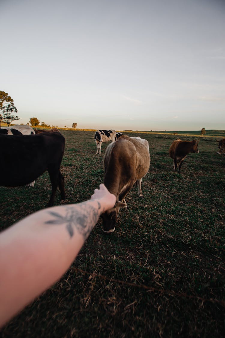 Person Near Grazing Cows