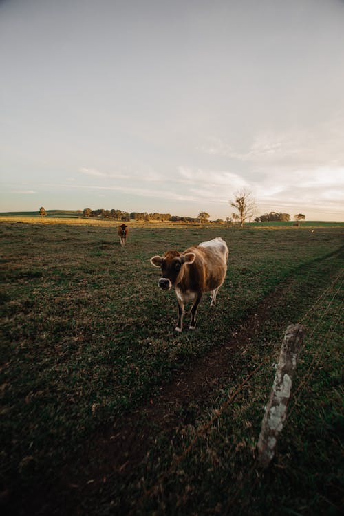 Calf On Grass Field