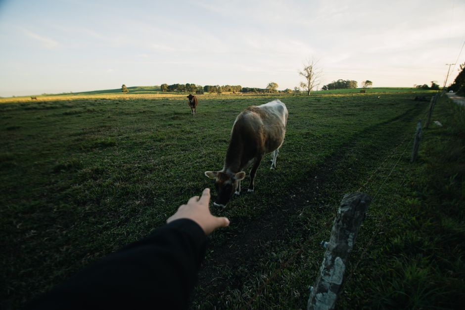 Hand reaching towards cow in a picturesque farm field during sunset, capturing serene rural life.