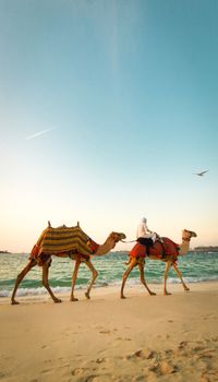 A tranquil scene of camels walking along a beach in Dubai at sunset, capturing the essence of Arabian culture.