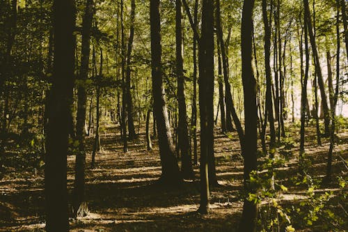 Imagine de stoc gratuită din arbori, codru, frunze
