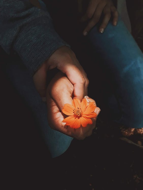 Free Photo of Orange Cosmos Flower Stock Photo