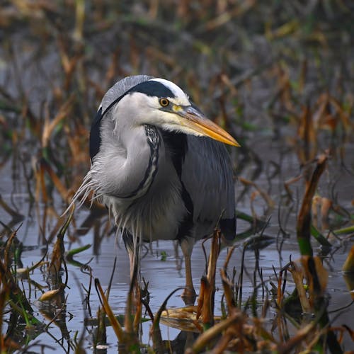 A grey heron standing in the water