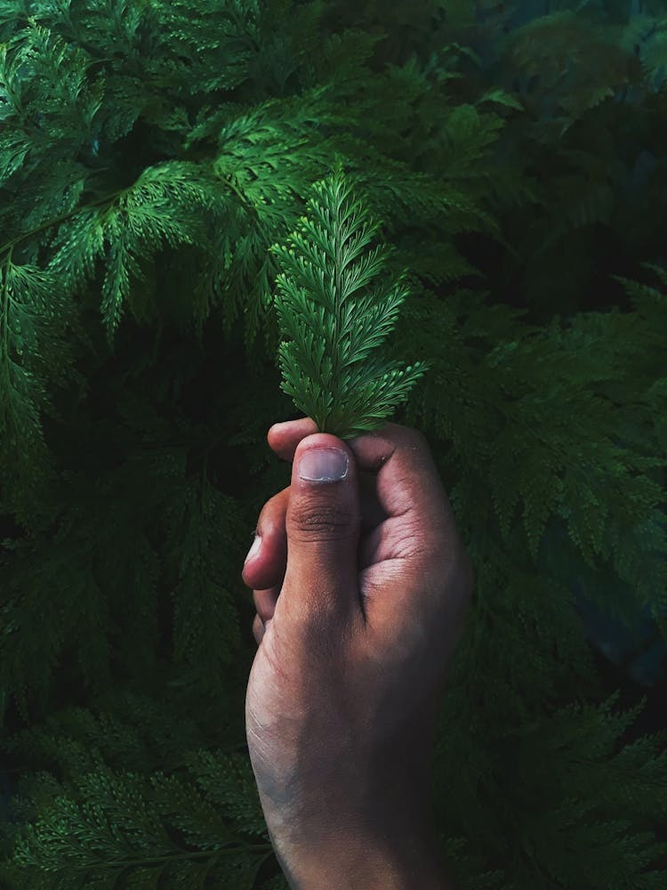 Person Holding Green Leaf