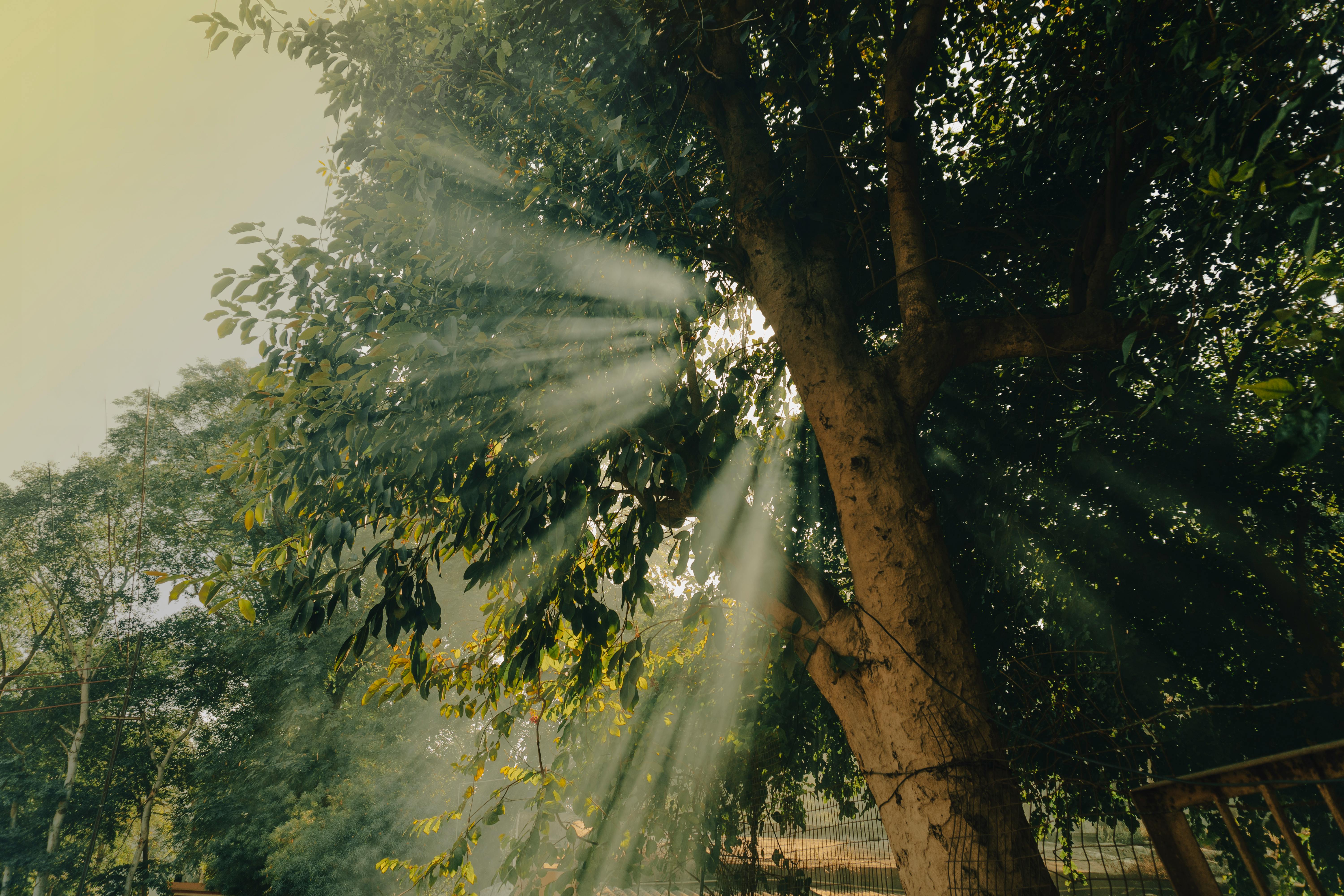 A Tree In A Forest A Collection Of Ajahn Chah S Similes