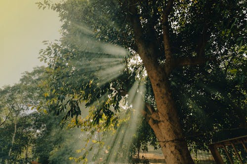 Ingyenes stockfotó fák, napfény, naplemente témában