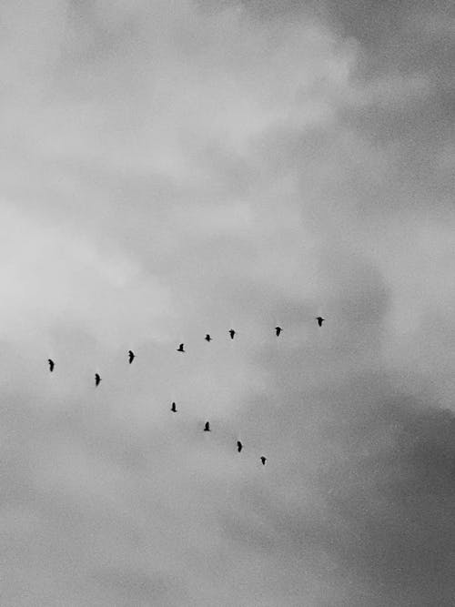Free Flock of Birds flying in the Sky  Stock Photo
