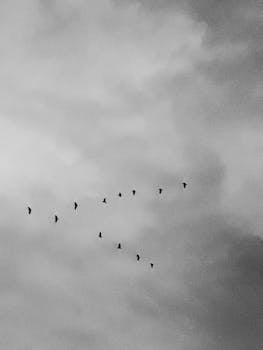 在多云的天空中，鸟类排成队形飞行的单色图像营造出宁静的氛围