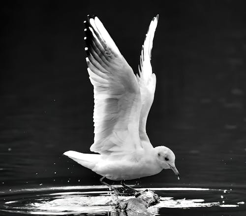 A black and white photo of a seagull landing on the water