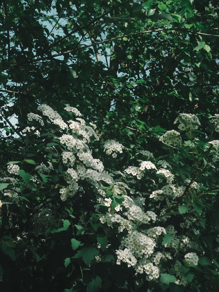 White Flowers On Bush