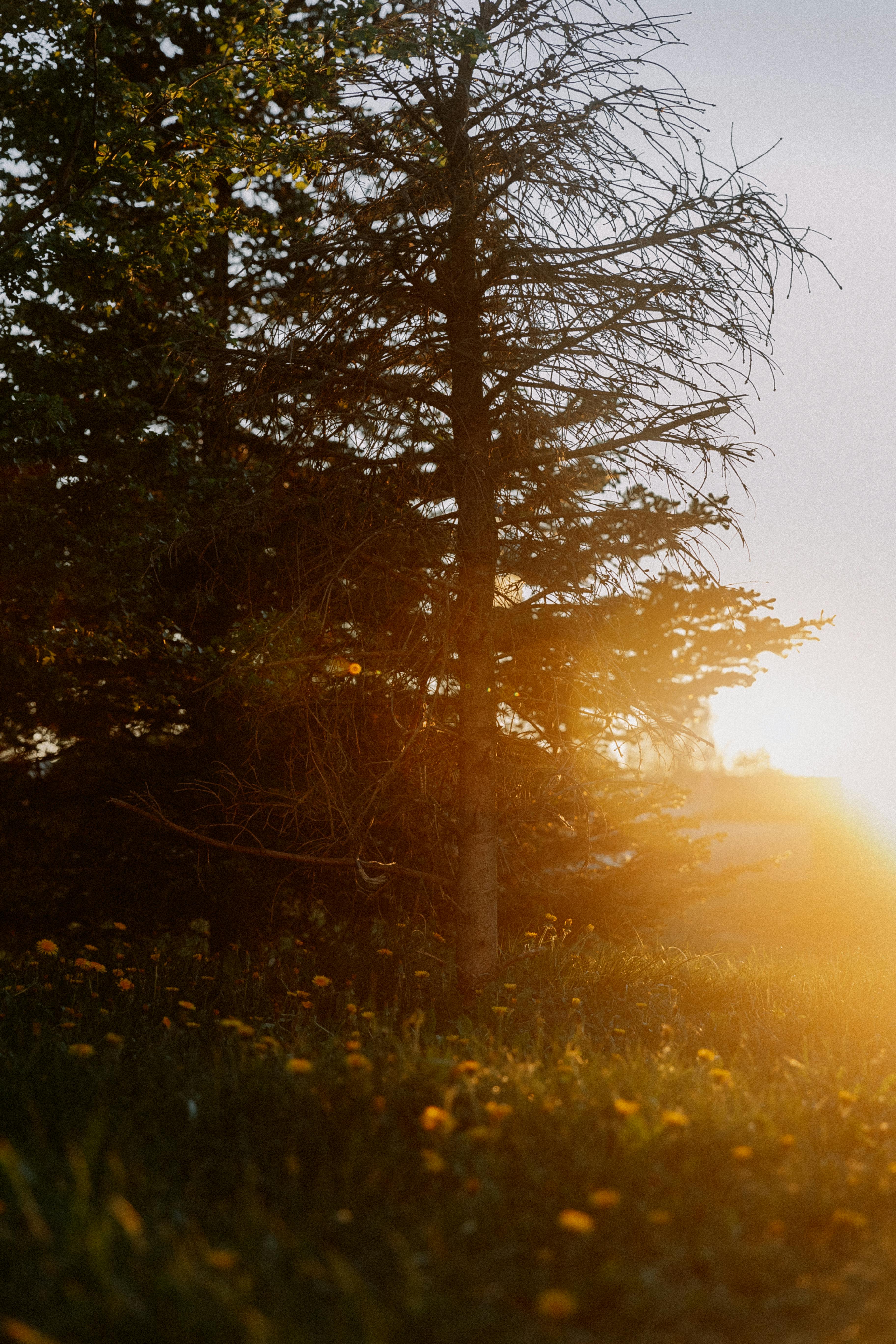 A serene landscape with a sunlit tree and flowers at sunset, capturing nature's beauty.