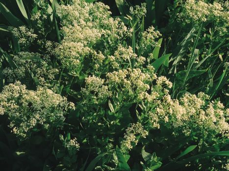 A vibrant display of lush green plants with white blossoms under the sun, capturing the essence of spring beauty.