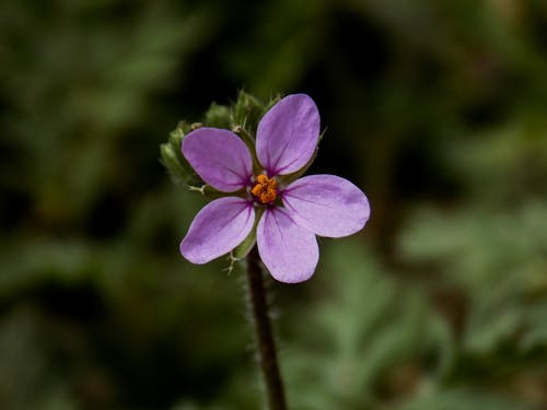 Immagine gratuita di fiore, focus selettivo, fresco