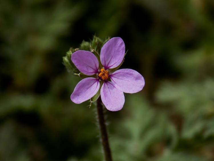 Purple Flower In Nature