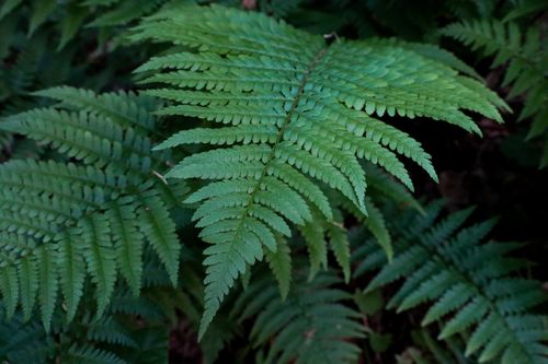 Free Detailed close-up of lush green fern leaves in a natural setting, showcasing their intricate patterns. Stock Photo