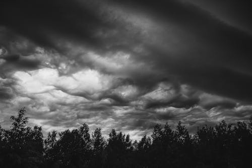 Foto profissional grátis de árvores, céu, floresta