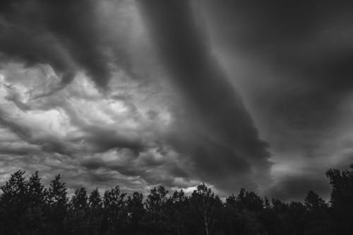 Foto profissional grátis de árvores, céu, floresta