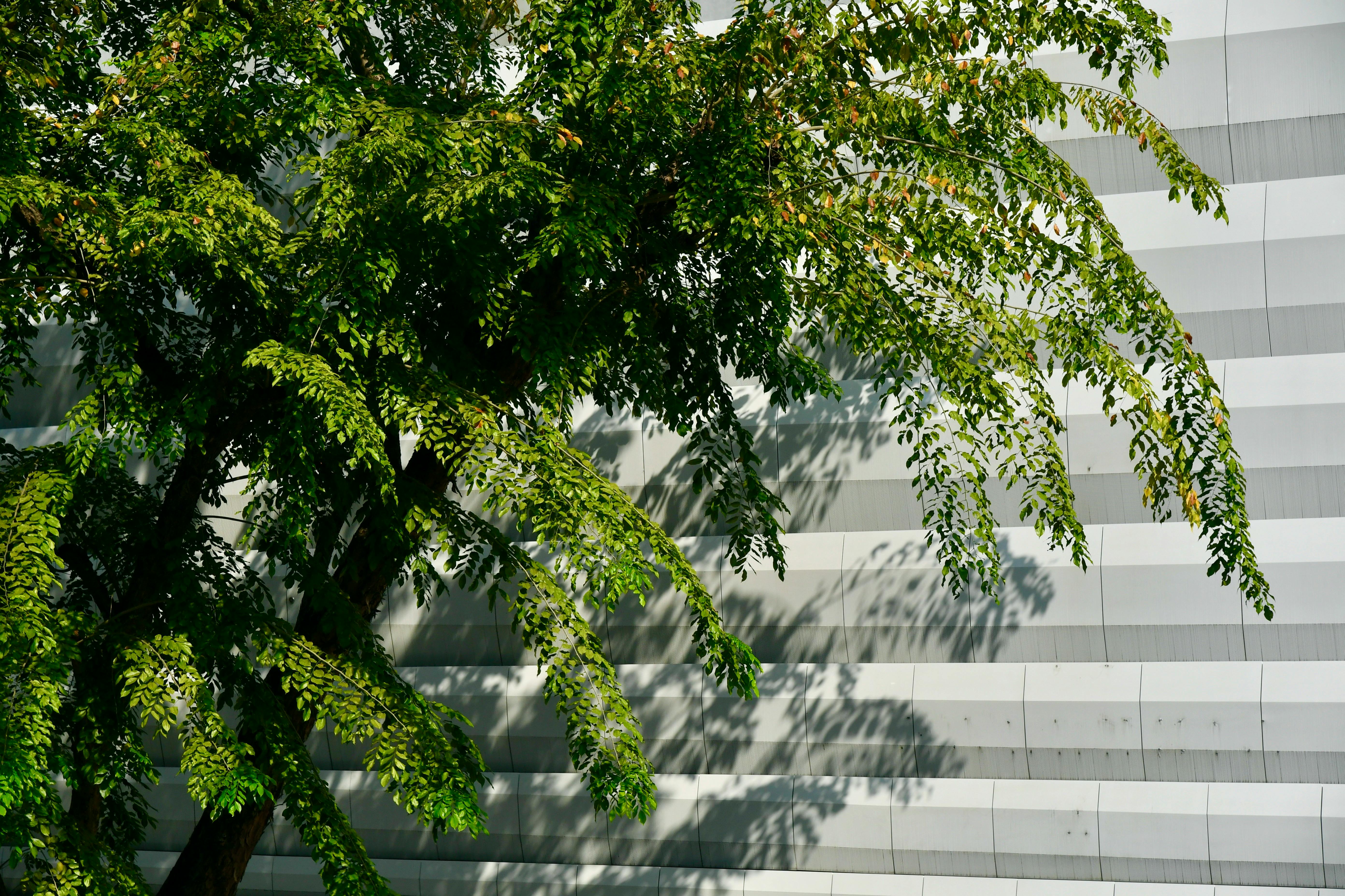Tree with green leaves casting shadows on a striped building facade in Singapore.