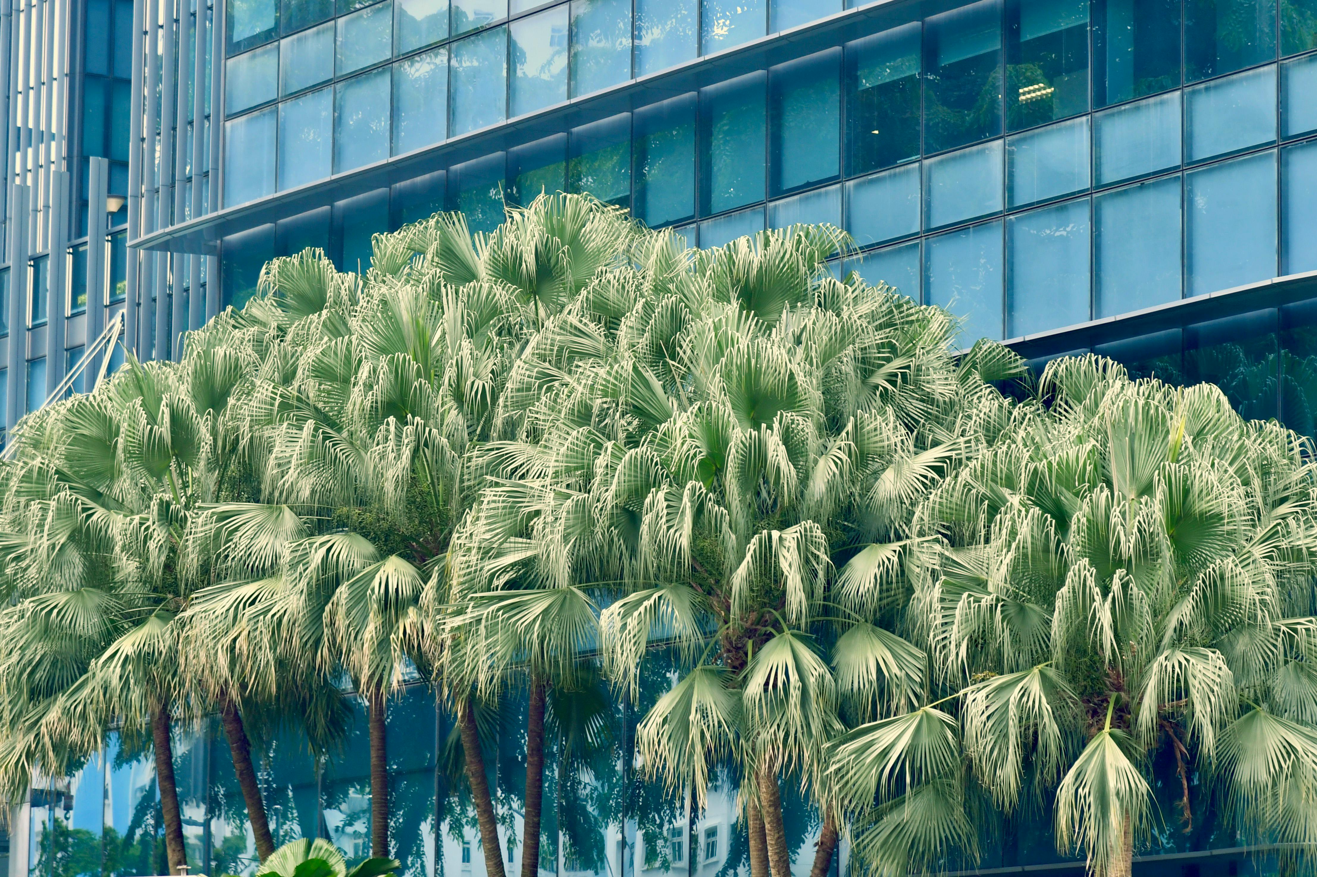 A contemporary building facade surrounded by lush palm trees in urban Singapore.