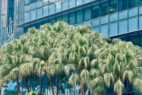Palm Trees in Front of a Modern City Building 