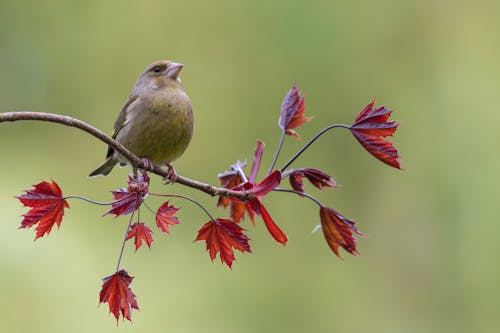 Greenfinch on Branch with Leaves