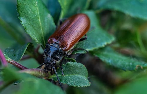 Close-up of a Beetle on a Plant 