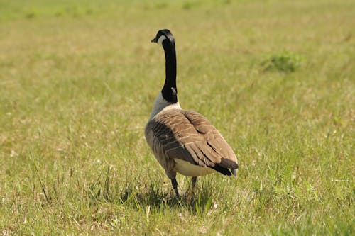 Goose on Grassland