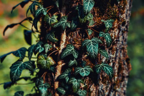 Foto stok gratis alam, batang pohon, hutan