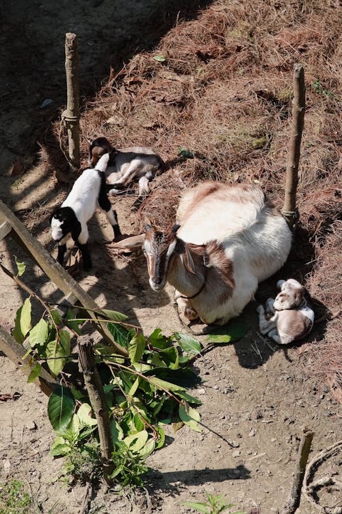 Goat and Kids Sitting on Ground on Farm