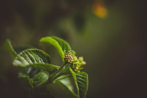 Bahçe, bitki, bokeh içeren Ücretsiz stok fotoğraf