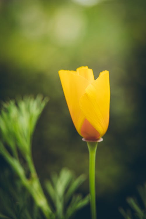 Fotobanka s bezplatnými fotkami na tému diaľničná nálepka, kvet, kvet ovocného stromu