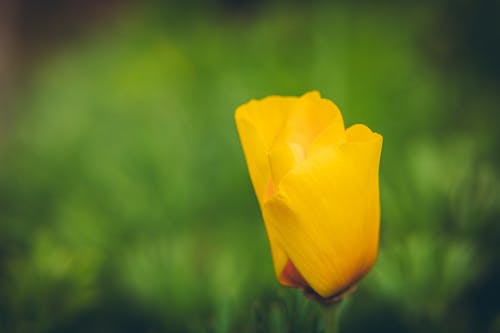 Kostnadsfri bild av blomma, blomning, bokeh