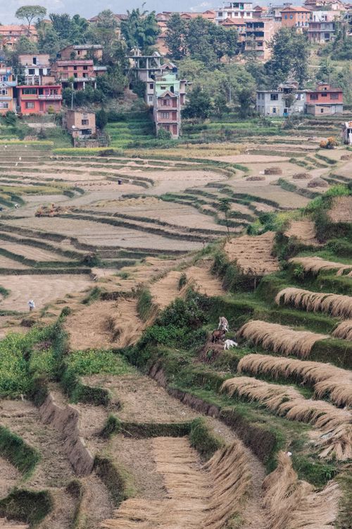 Free Scenic view of terraced fields with rural residential buildings in the background. Stock Photo