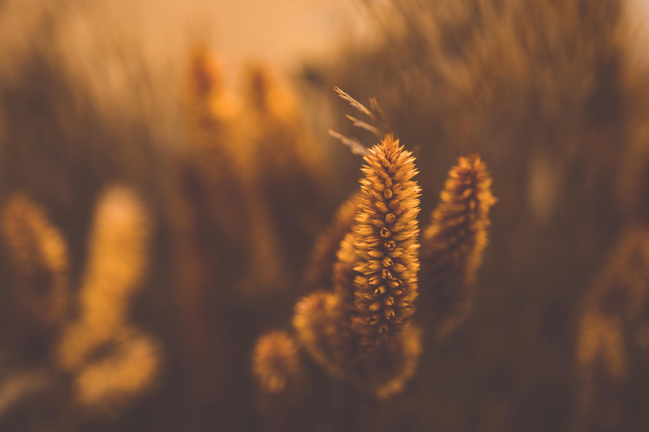 Foto profissional gratuita de @exterior, agricultura, alimento, área ...