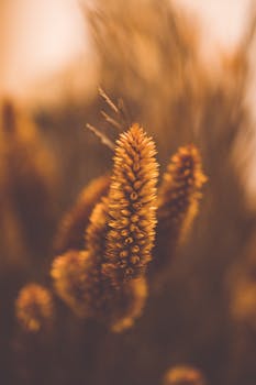 Warm-toned close-up of wheat spikes against a blurred backdrop, capturing a serene rural scene.