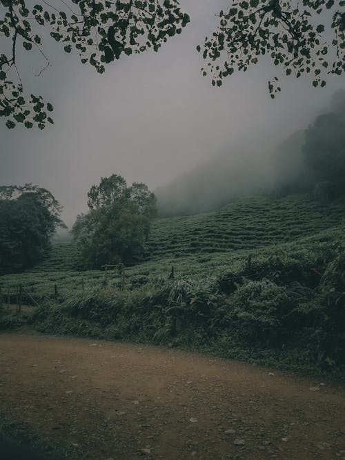 Foto profissional grátis de áreas, árvores, cênico