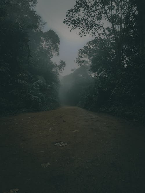 Foggy Landscape with a Dirt Road 