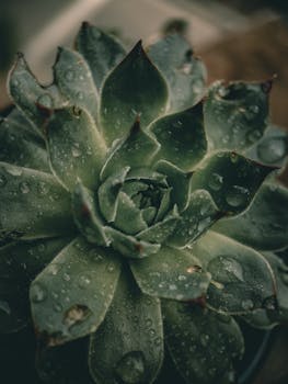 Macro shot of a green succulent with dew drops, showcasing natural beauty and texture.